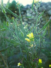 Sinapis pubescens image