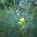 Rhamphospermum pubescens - Photo (c) Sylvain Piry, μερικά δικαιώματα διατηρούνται (CC BY-NC), uploaded by Sylvain Piry