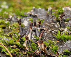 Peltigera dolichorhiza
