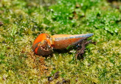 Euastacus woiwuru