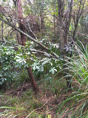 Pseudopanax arboreus