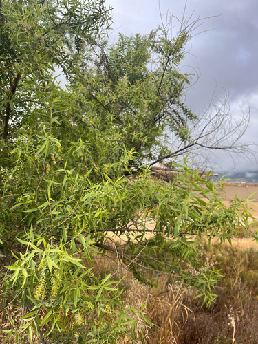 Goodding's willow