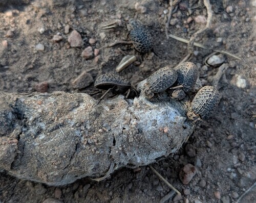 Hide Beetle