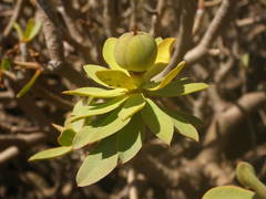 Euphorbia balsamifera image