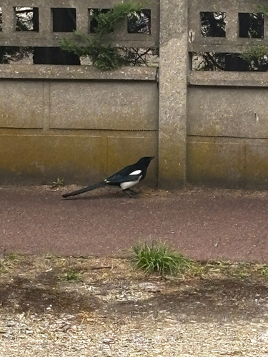 Eurasian Magpie