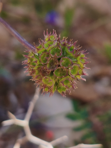 Valerianella coronata iNat (1)