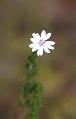 Olearia paucidentata