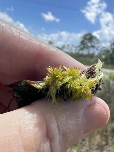 Sphagnum trinitense observed 2026-06-11