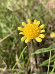 Euryops gilfillanii