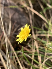 Euryops gilfillanii