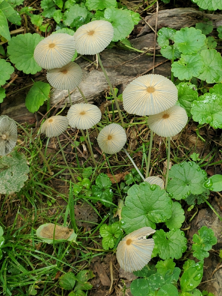 pleated inkcap · June 2026 · photo: Photo: no rights reserved · iNaturalist