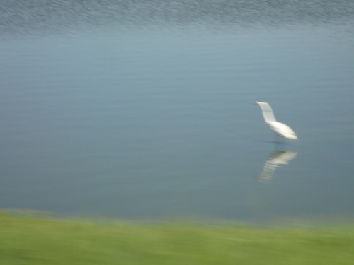 Great Egret