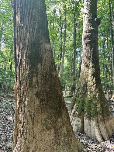 Populus heterophylla, photograph 1