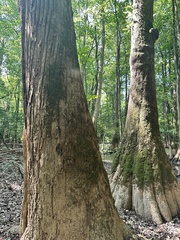 Populus heterophylla, photograph (c) Scott Ward, some rights reserved (CC BY)