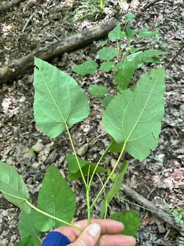 Populus heterophylla, photograph 2