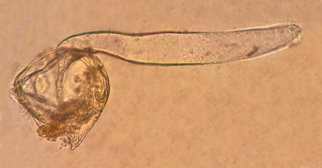 Oikopleura vanhoeffeni