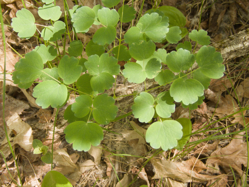 Thalictrum venulosum, photograph 6