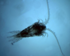 Temora longicornis