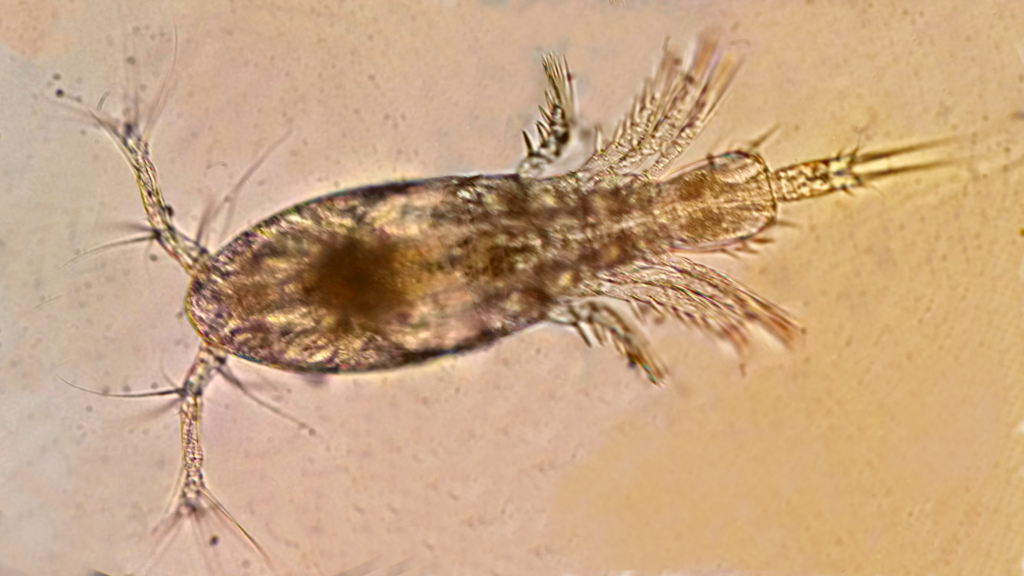 Triconia borealis