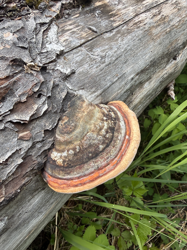 Northern Red Belt · June 2026 · photo: Photo: (c) Noah How, some rights reserved (CC BY) · iNaturalist