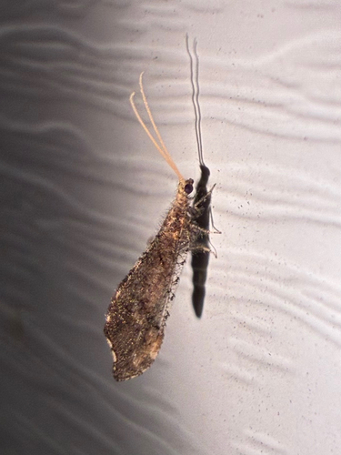 Lomamyia squamosa