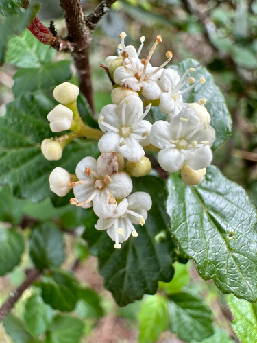 Viburnum parvifolium observed 2026-05-24