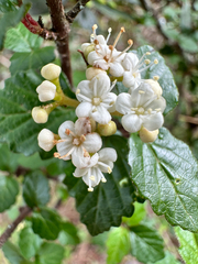 Viburnum parvifolium, photograph (c) Jaw-Jian La, some rights reserved (CC BY)
