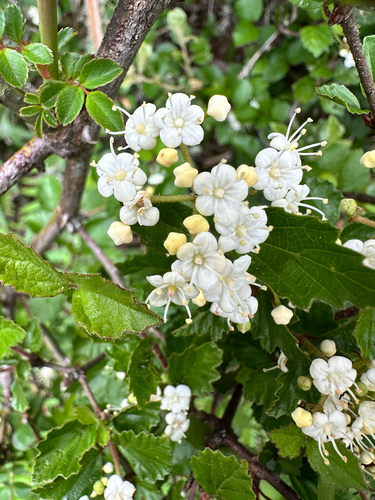 Viburnum parvifolium, photograph 2