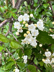 Viburnum parvifolium, photograph (c) Jaw-Jian La, some rights reserved (CC BY)
