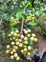 Viburnum parvifolium, photograph (c) Jaw-Jian La, some rights reserved (CC BY)