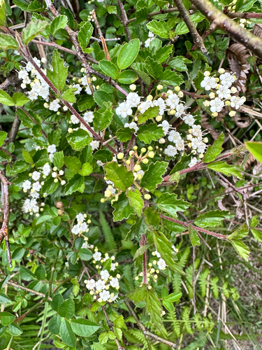 Viburnum parvifolium, photograph 3