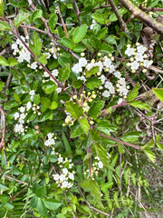 Viburnum parvifolium, photograph (c) Jaw-Jian La, some rights reserved (CC BY)