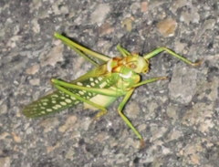 Capnobotes arizonensis