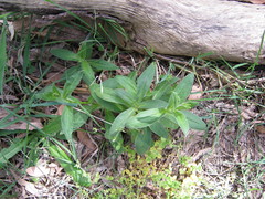 Xerochrysum bracteatum
