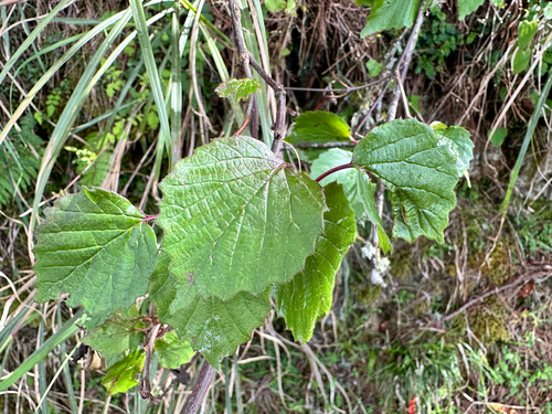 Viburnum betulifolium