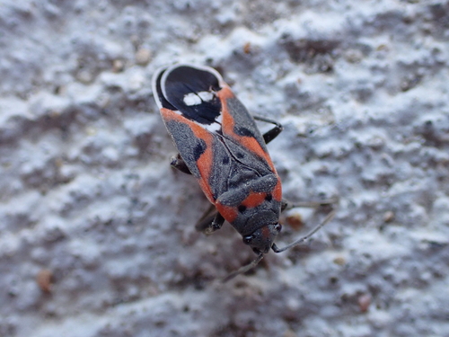 Small Milkweed Bug
