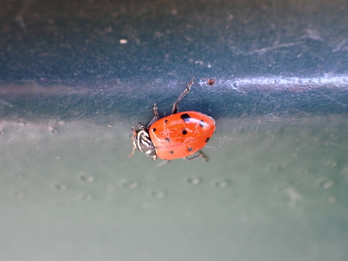 Convergent Lady Beetle