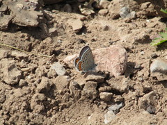 Icaricia lupini texanus