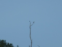 Ramphastos vitellinus