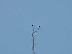 Ramphastos vitellinus