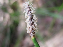 Eleocharis acuta