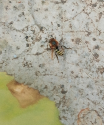 Favose Melipona