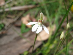 Caladenia prolata