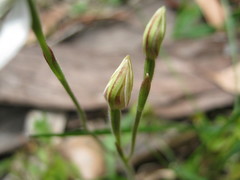 Caladenia prolata