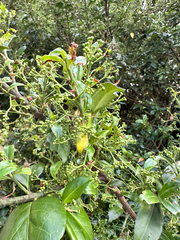 Euonymus spraguei, photograph (c) Jaw-Jian La, some rights reserved (CC BY)