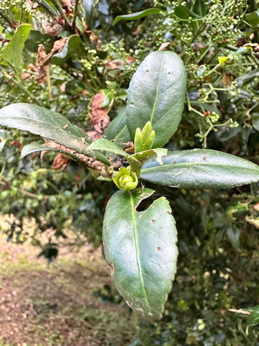 Euonymus spraguei, photograph 3