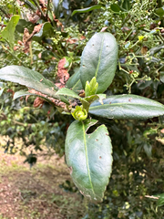 Euonymus spraguei, photograph (c) Jaw-Jian La, some rights reserved (CC BY)