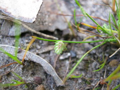 Isolepis levynsiana