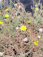 Launaea arborescens, photograph (c) Sean Hartnett, some rights reserved (CC BY)