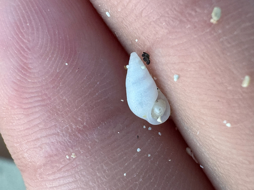 Zebina tridentata observed 2026-06-07